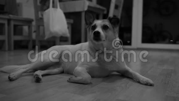 夜晚可爱的狗在屋里的木地板上打哈欠黑白相间视频的预览图