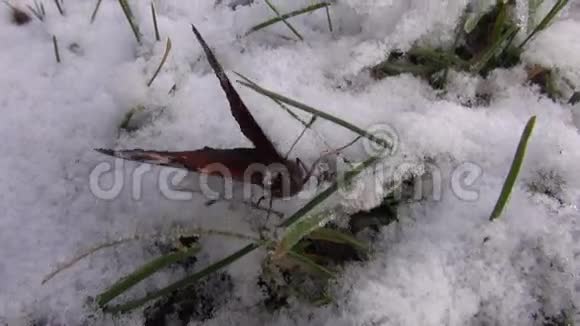 雪上孔雀蝶视频的预览图