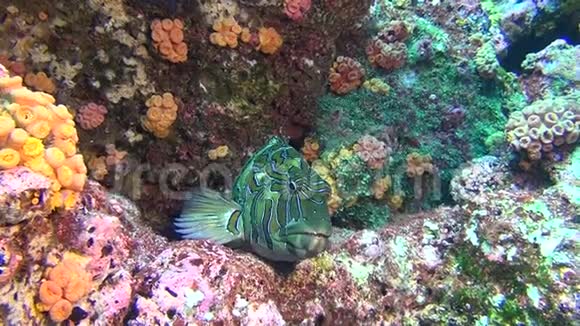 加拉帕戈斯海背景水下景观上美丽的绿鱼视频的预览图