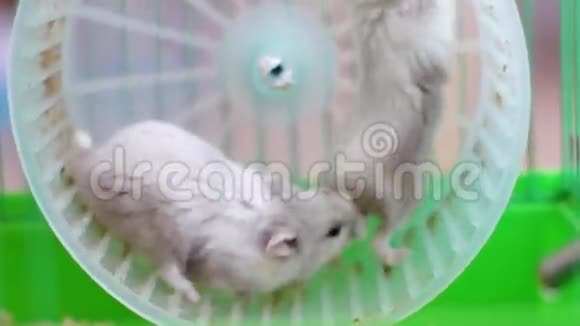 两只仓鼠在笼子里轮子上视频的预览图