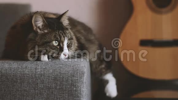 猫躺在沙发上靠近吉他视频的预览图