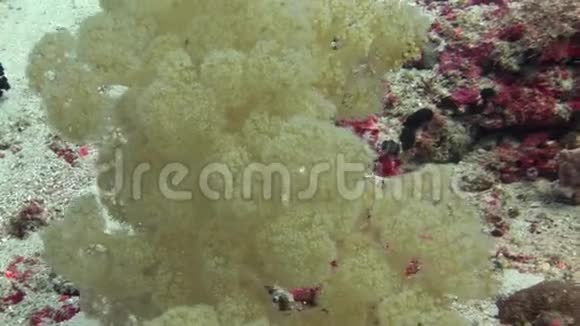 马尔代夫海底背景的软珊瑚视频的预览图