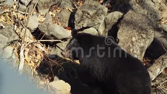 两只喜玛拉雅黑熊在俄罗斯普里莫斯基野生动物园散步视频的预览图
