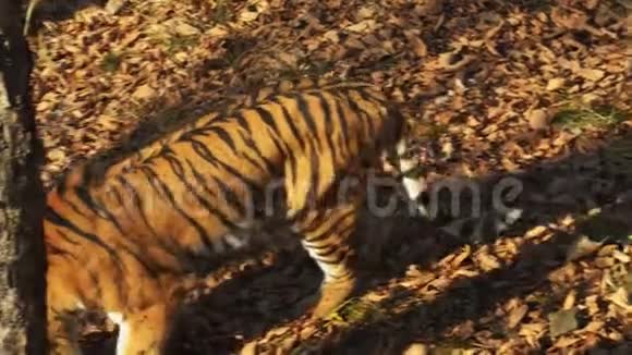 在俄罗斯普里莫尔斯基野生动物园里乌苏里老虎正在寻找一些干燥的叶子视频的预览图