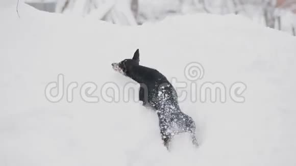 小狗站在雪地上视频的预览图