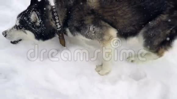 西伯利亚哈士奇狗在冬季森林里遛和跑慢动作视频的预览图