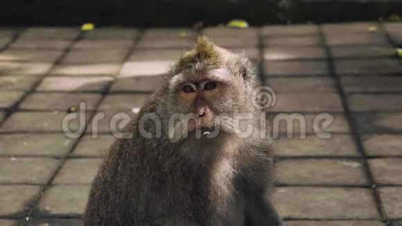 大猴子肖像咀嚼什么东西视频的预览图