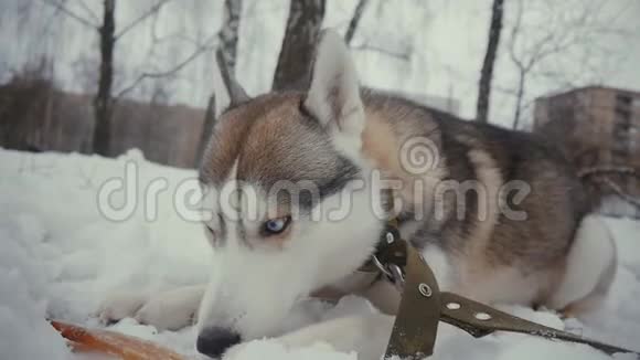 冬天在雪地上吃骨头的哈士奇狗视频的预览图