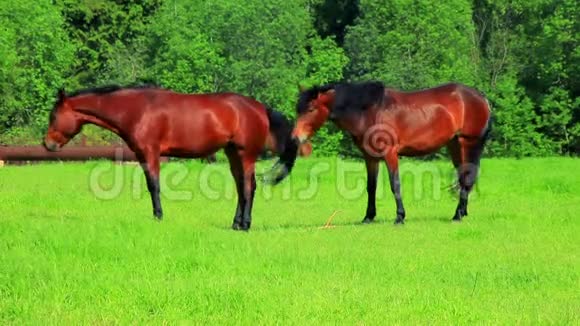马走在绿色的田野上牧场上吃草的棕马视频的预览图