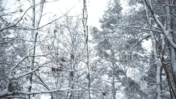 冬天在森林或公园里的微风中摇曳的雪顶视频的预览图