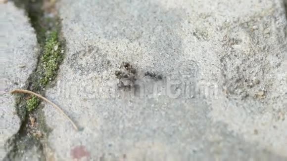 蚂蚁拖着一只死蚂蚁视频的预览图
