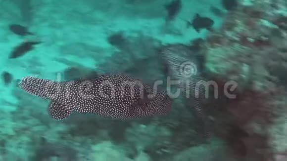 在马尔代夫海域海底的彩色珊瑚背景上发现的河豚视频的预览图