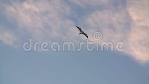 慢动作海鸥飞行视频的预览图