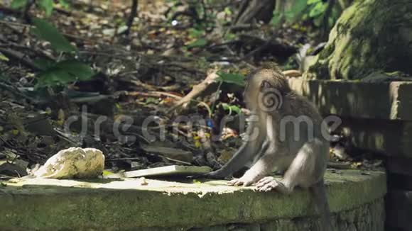 小猴子坐在石墙上视频的预览图