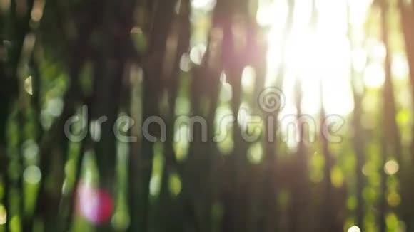 聚焦阳光吹拂风竹叶视频的预览图