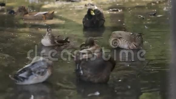 灰白色条纹野鸭在动物园的池塘里游泳视频的预览图