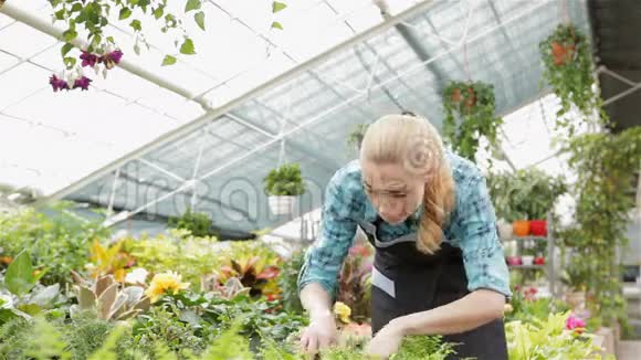 女花匠在花园中心探索蕨类植物视频的预览图