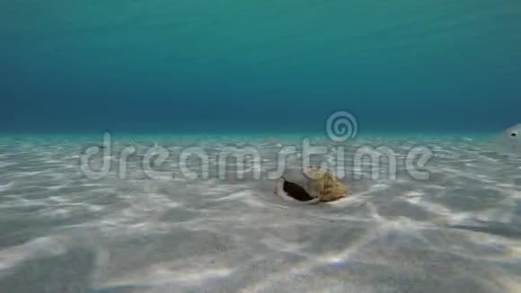 热带沙质海床上的贝壳视频的预览图