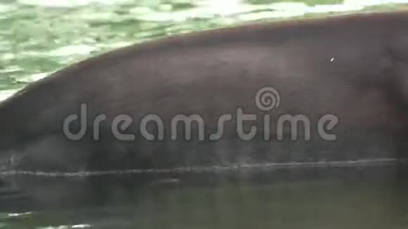 Tapir在水中受伤哥斯达黎加Corcovado视频的预览图