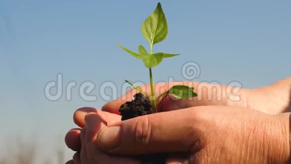 幼芽在农夫手中园丁的手拿着一棵绿色的幼苗在他们的手掌上对抗天空甜椒视频的预览图