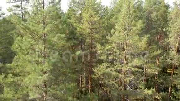 从松林和五颜六色的树木的无人机进行空中调查从四架飞机上俯瞰秋天森林视频的预览图