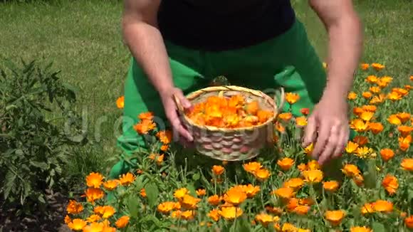 园丁们手里拿着万寿菊花开到柳条篮子里4K视频的预览图