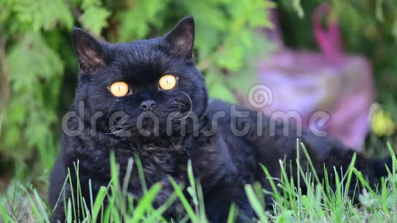 户外有黄色眼睛的黑猫黑猫躺在外面的草地上看着周围Selkirkrex视频的预览图