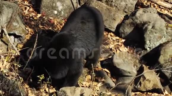 喜马拉雅黑熊正在野生动物园里寻找树叶中的东西俄罗斯视频的预览图