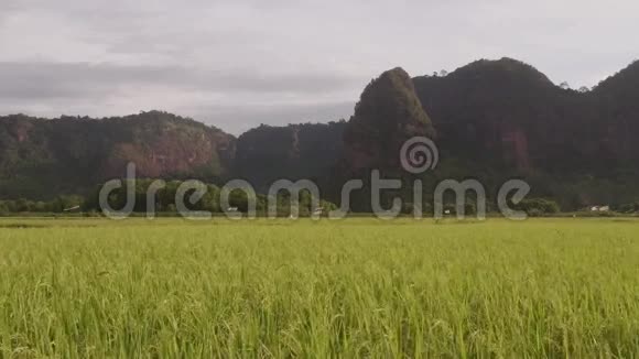 风吹过稻田视频的预览图