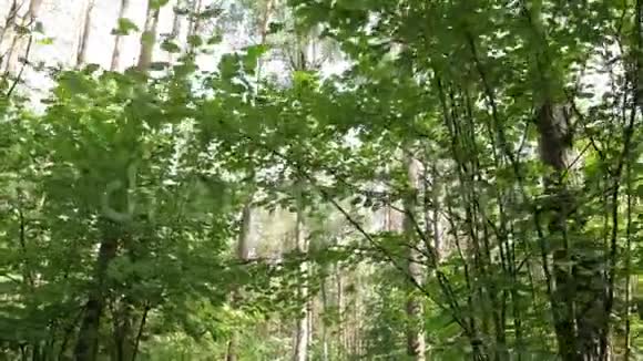 在森林里的小路上行走的个人视角视频的预览图