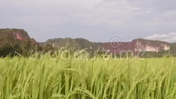 风吹过稻田视频的预览图