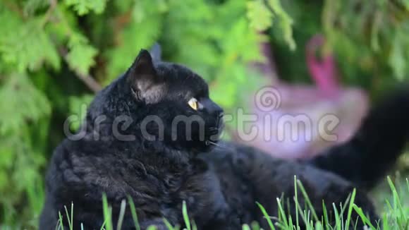 户外有黄眼睛的黑猫黑猫躺在外面的草地上看着周围塞尔柯克雷克斯视频的预览图