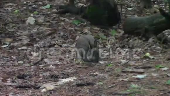 森林里的小兔子视频的预览图