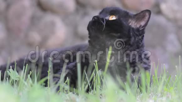 户外有黄眼睛的黑猫黑猫躺在外面的草地上看着周围塞尔柯克雷克斯视频的预览图