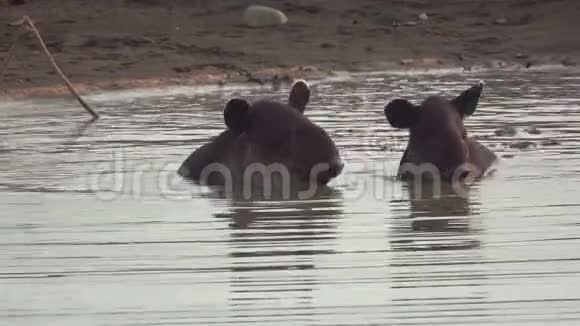 哥斯达黎加Corcovado池塘里的Tapir婴儿和母亲视频的预览图