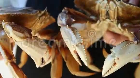两只活的Dungeness螃蟹视频的预览图