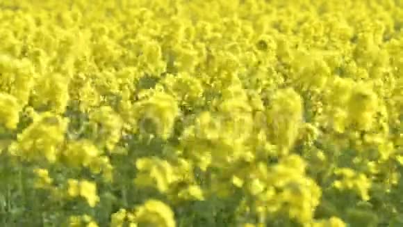 黄花的大野中锋视频的预览图