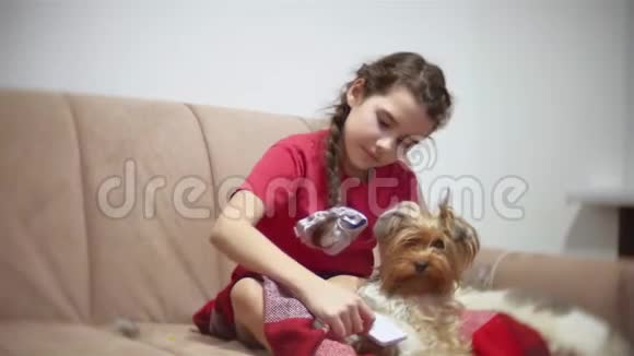 那个女孩正在梳理狗为约克郡宠物狗在室内做发型的女婴视频的预览图