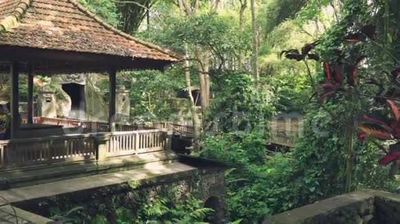 乌布猴森林保护区景观视频的预览图