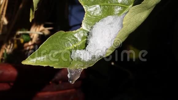 雪在叶子上融化视频的预览图