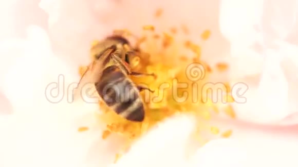 粉红玫瑰带花粉的蜜蜂视频的预览图