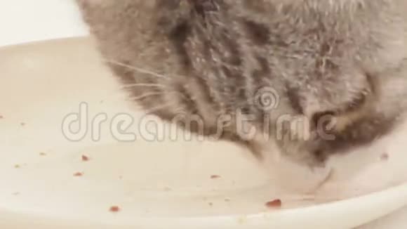 猫吃在几乎空的盘子里视频的预览图