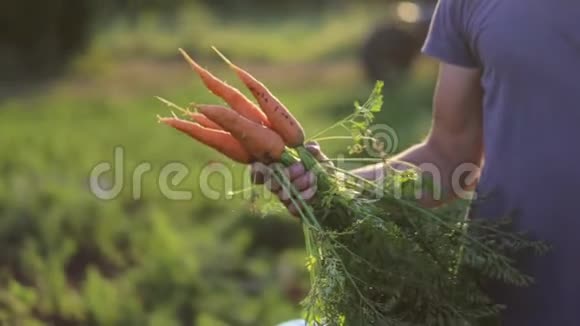 农夫手里拿着一个被泥土弄脏的生物胡萝卜手和胡萝卜视频的预览图