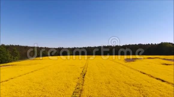黄色油籽田视频的预览图