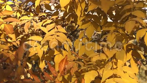 秋天画的树视频的预览图