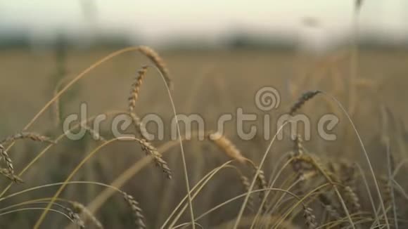 田间小麦有机金熟穗软聚焦特写农业背景视频的预览图