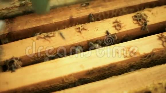 人类养蜂人从蜂巢中取出空茧它从子宫中保留下来视频的预览图