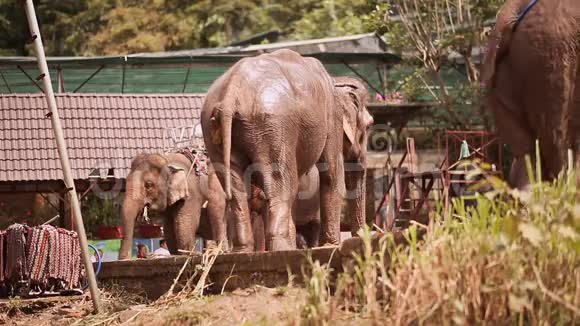 旅游大象站在户外视频的预览图