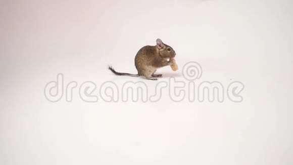 可爱的智利德格松鼠吞食花生视频的预览图