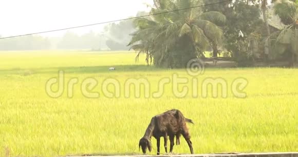 印度喀拉拉油田的山羊视频的预览图